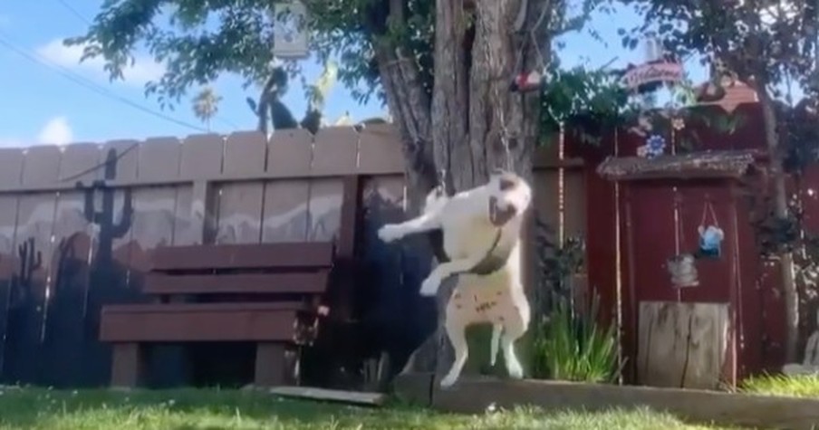 Cameras Caught the Pure Joy of This Dog Playing on a Backyard Swing And It's Infectious