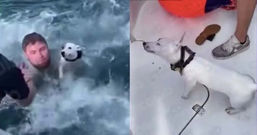 Stunned Boaters Jump into Action As They Spot Dog Swimming Alone in the Middle of the Ocean