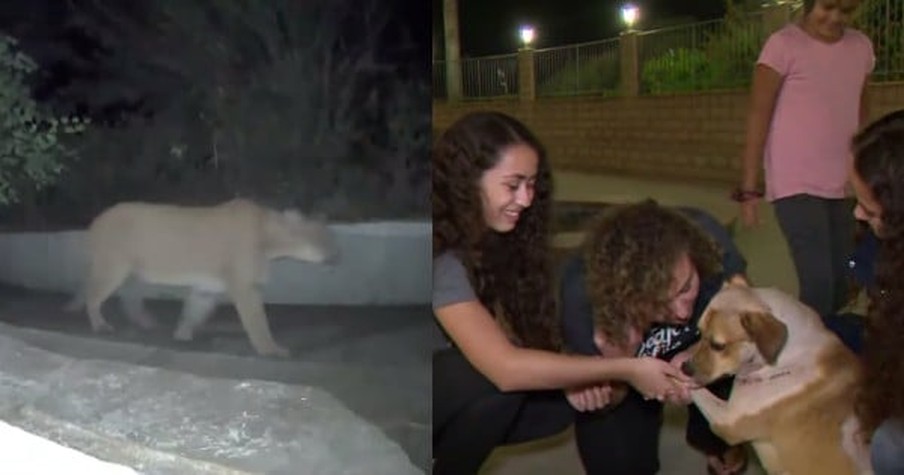 She Saw a Predator Staring at Her But Brave Dog Saves His Owner from a Mountain Lion