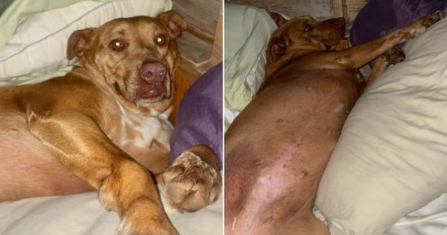 Couple Wakes Up To Find Dog In Bed With Them, Only It's Not Their Dog