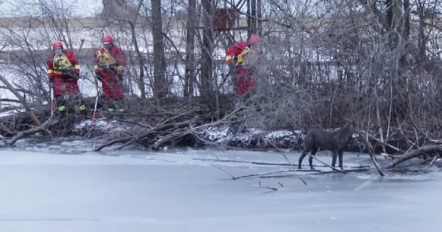 Folks Spot Poor Dog Stranded on Ice in Frozen River And Rescuing Him Is Anything But Easy