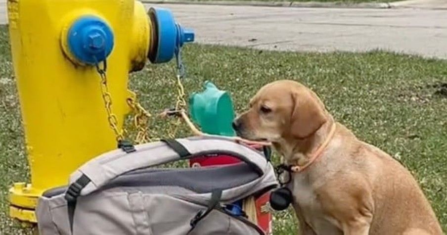 Dog Tied To Fire Hydrant Is Left With Backpack And A Note Explaining It All