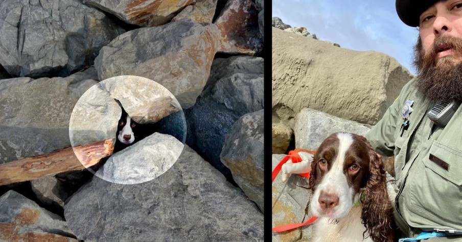 Man At The Beach Hears Strange Sound, Then Finds A Pair Of Eyes Staring Back At Him