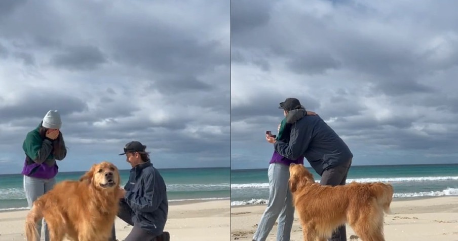 Man Gets Down on 1 Knee for Proposal and Just Wait 'Til You See How Excited Their Dog Got