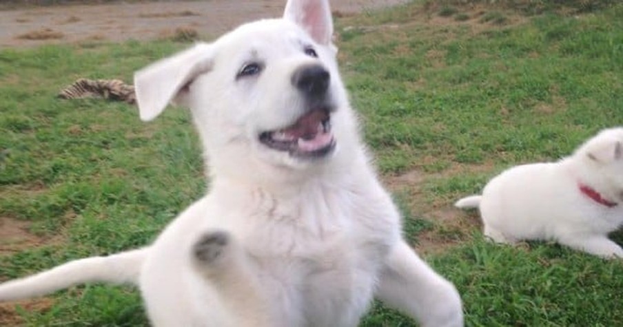 This Little Puppy Has A New BEST FRIEND! And They Share Something Very Special In Common.