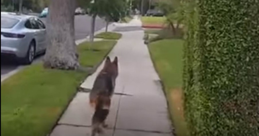 Loyal Dog Has Cutest Reaction To Finding His Sneaky Human