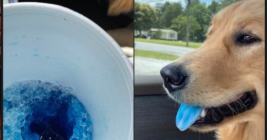 Woman Returns To Find Her Dog's Tongue Is Blue And There's A Hilarious Story Behind It