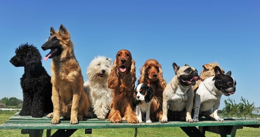 This Woman Dedicated Her Life To Helping Strays. And How They Said 'Thank You' Is The Sweetest!