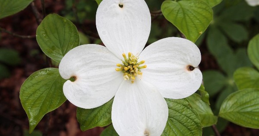 Dogwood Tree Legend Tells The Story Of Jesus' Crucifixion