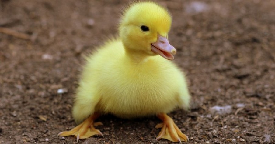 This Baby Was Abandoned by His Mother and Called an Ugly Duckling. Then Something Beautiful Happened