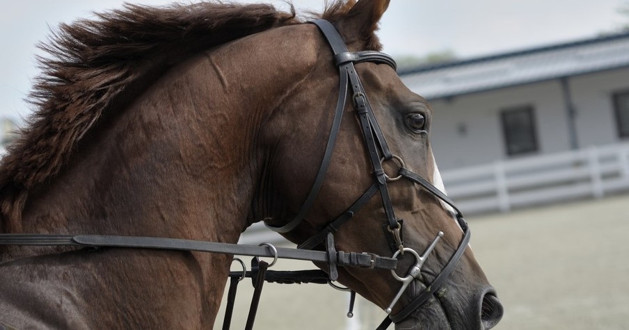 Nurses Surprise Dying Man With One Last Goodbye To His Beloved Horse