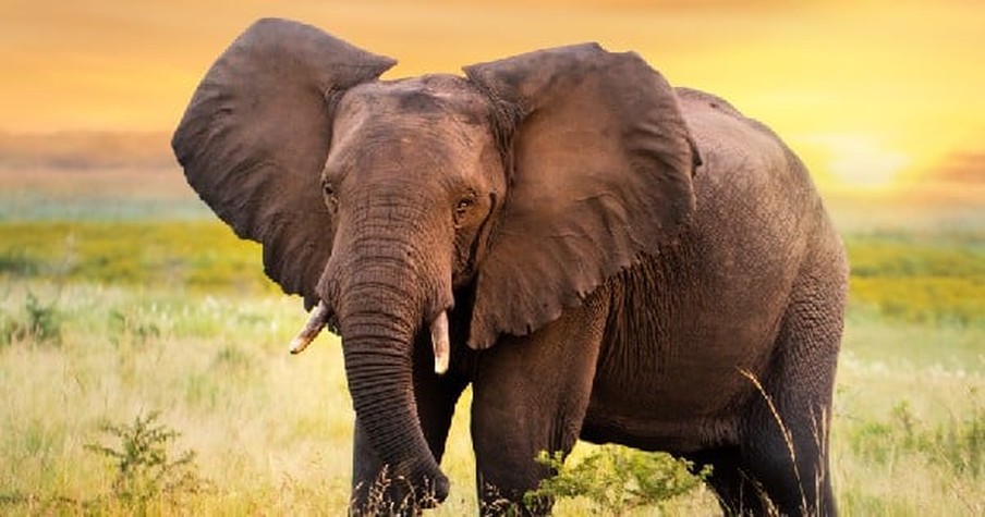 Giant Elephant Trapped By A Tiny Thread