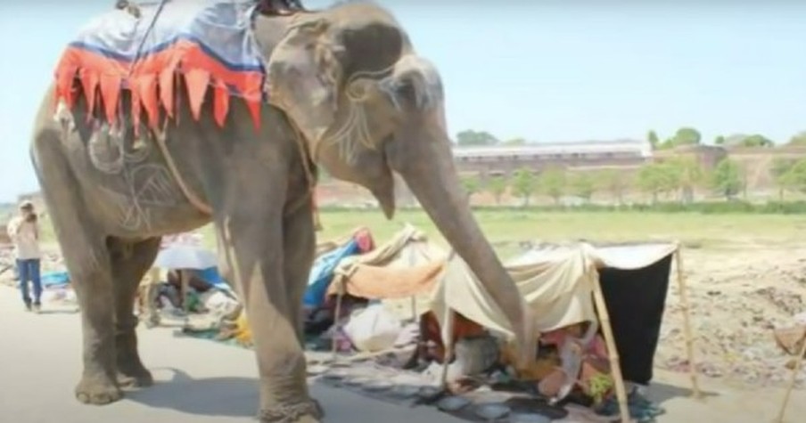 This Elephant Was Chained And Beaten For 50 Years. But Now He's Free And I'm Not The Only One Crying!