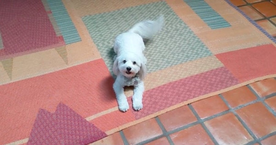 Excited Dog Reacts To His Daily Morning Routine With The Next Door Neighbor And It's Adorable