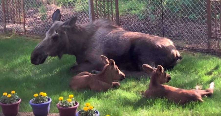 Man Watches In Awe As Family Of Moose Spends The Day Using His Backyard As Their Playground