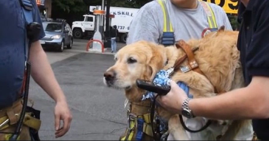 This Dog’s Heroic Act of Kindness Will Bring Tears To Your Eyes