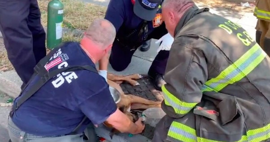 Tense Footage Shows Brave Firefighters Refusing To Give Up On Dog Rescued From Burning Home