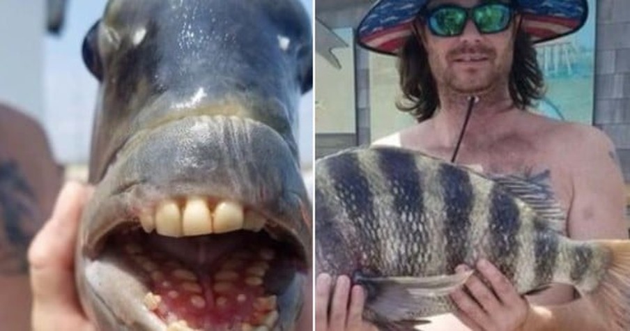 Fisherman Goes Viral With His Bizarre Catch -- A Fish With Teeth That Look Human