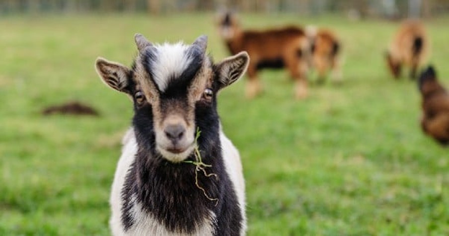 15 Inspirational Quotes From Goats To Brighten Your Day