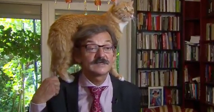Cat Interrupts Interview By Jumping On Man's Head
