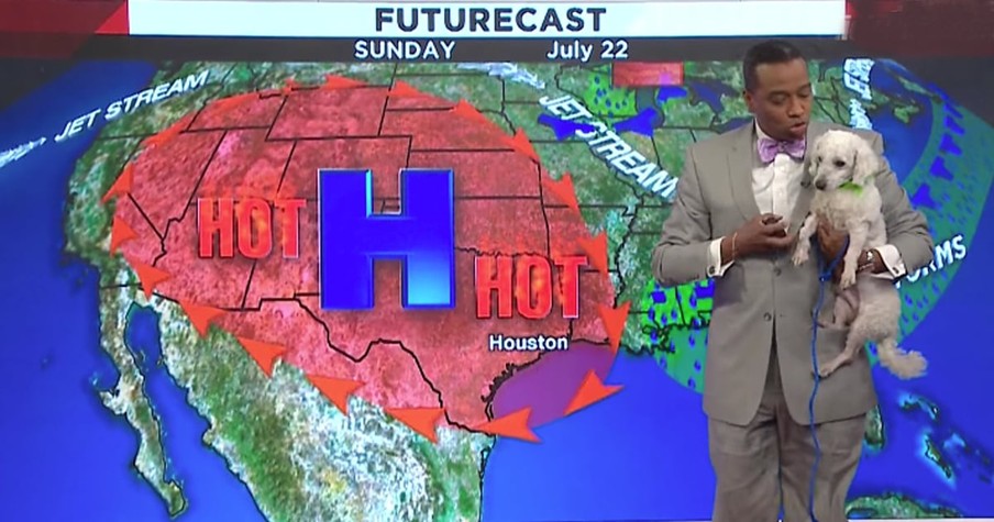 Dog Interrupts Weatherman's Segment On Live TV And It's Amazing