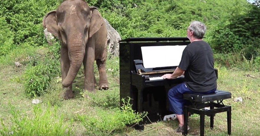 Musician Drags Piano Up Mountain To Play For 80-Year-Old Elephant