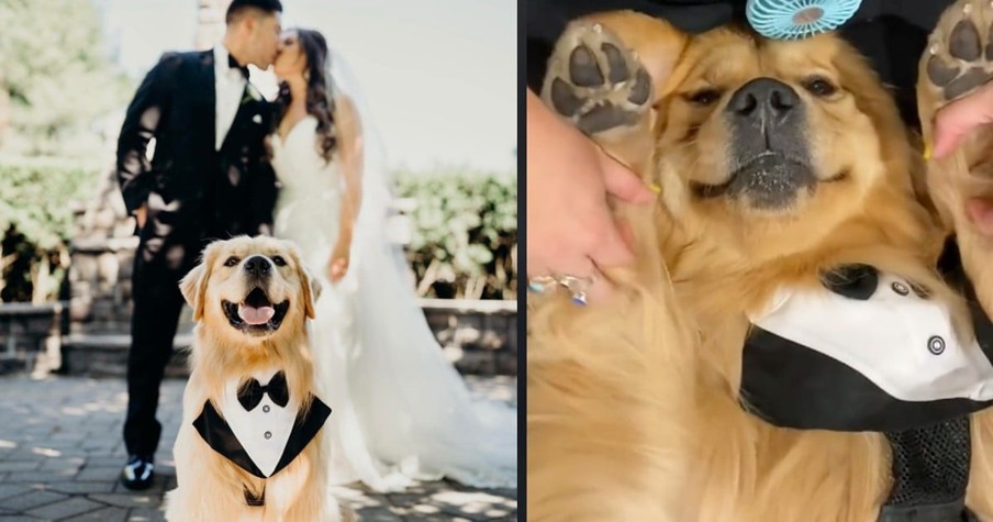 Bride And Groom Decided To Include Their Dog In Their Wedding And He Stole The Show