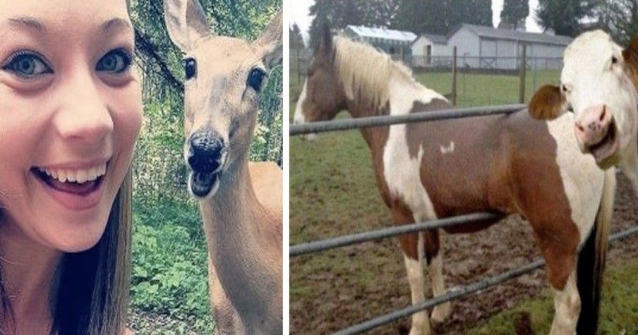 12 Animal Photobombs To Brighten Your Day