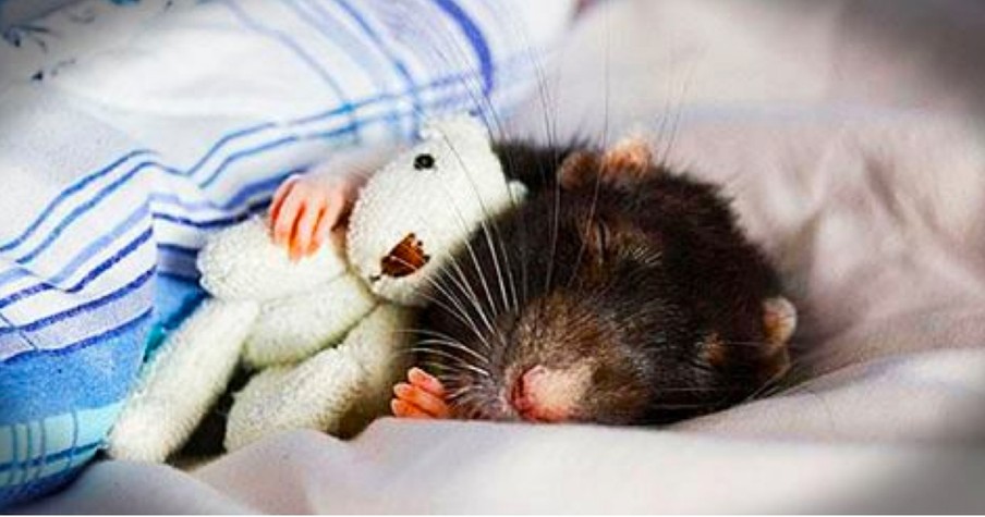 14 Precious Rat Photos That Prove God Doesn't Make Mistakes