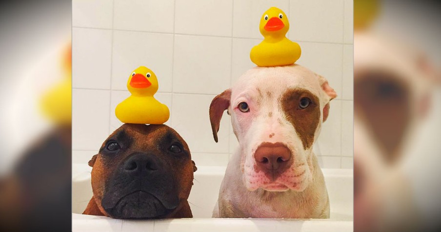 2 Dogs Traded Their Toy Ducks For 2 Real Ones And It's Awwdorable