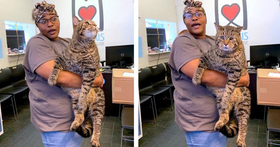 Enormous 26-lb Shelter Cat Mr. B Went Viral & This 'Chonk' Broke The Internet Looking For A Home