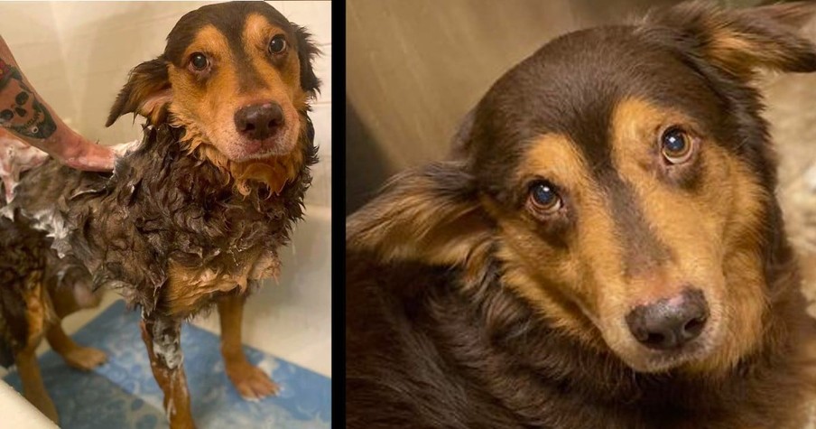 Dog From The Streets Was Given Only Months To Live But Love Changed Everything