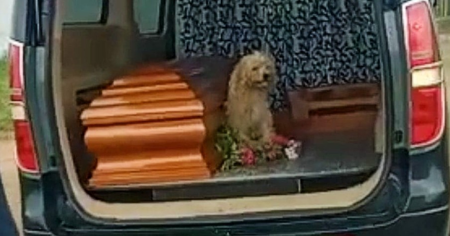 A Loyal Dog Refuses To Leave Owner's Side On The Day Of Her Funeral And It's Heart-Wrenching