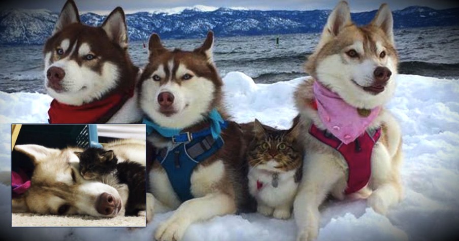 They Rescued An Abandoned Kitten, And Now She's Just One Of The Pack