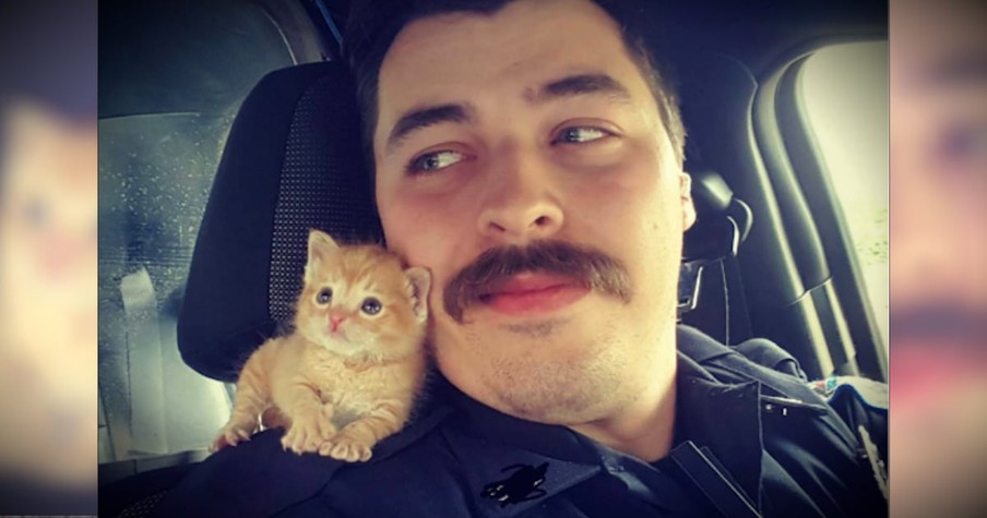 A Cop Rescued An Abandoned Kitten And The 2 Make The Cutest Partners