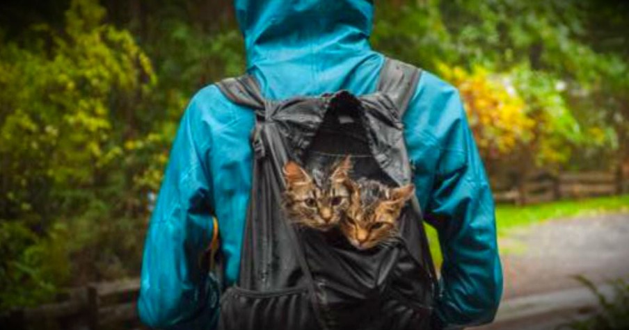 2 Abandoned Kittens Found In The Trash Now Live A Life Of Adventure