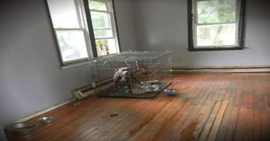 Abandoned Pit Bulls Left In House After Owners Are Evicted