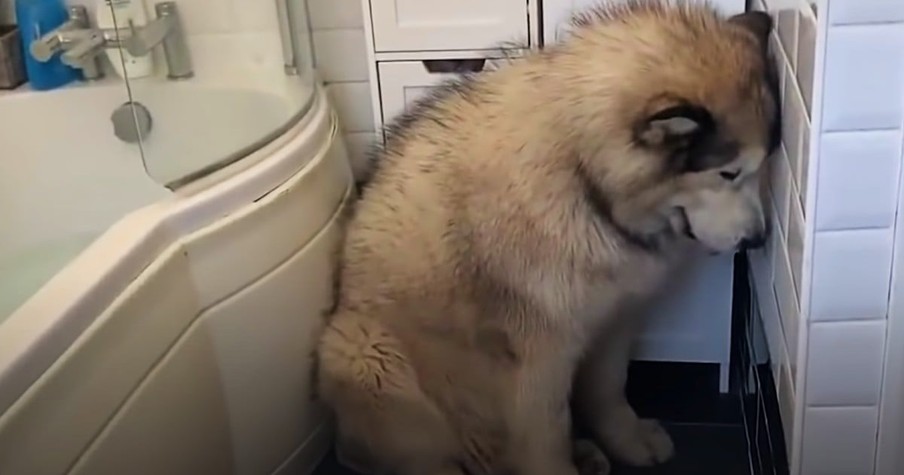 Alaskan Malamute is a Huge Baby Come Bath Time So Family Hilariously Tries Luring Him to the Tub