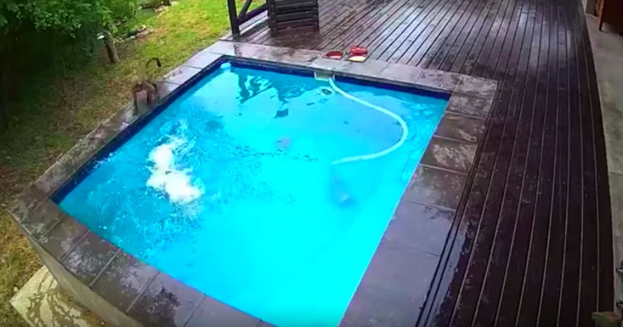 Baboons Swimming In Family's Pool Get Busted By Security Cameras