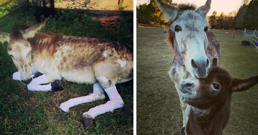 Baby Donkey Suddenly Shows Up After Rescuers Save Mama Without Realizing She's Pregnant