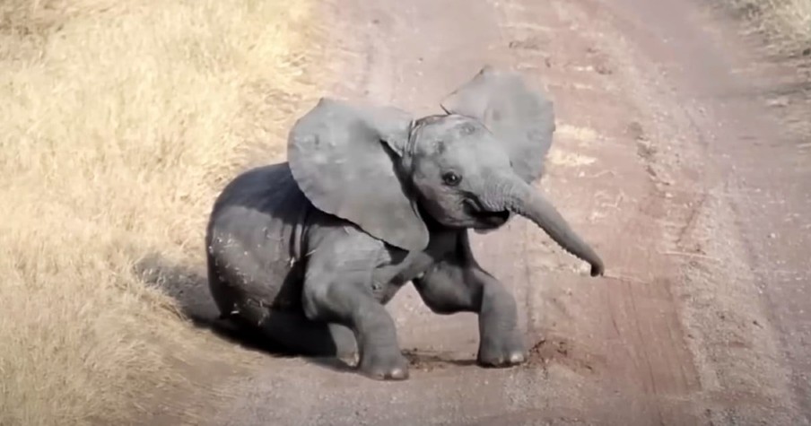 Adorable Baby Elephant Falls Over And Throws An Epic Tantrum As The Adults Simply Ignore Him