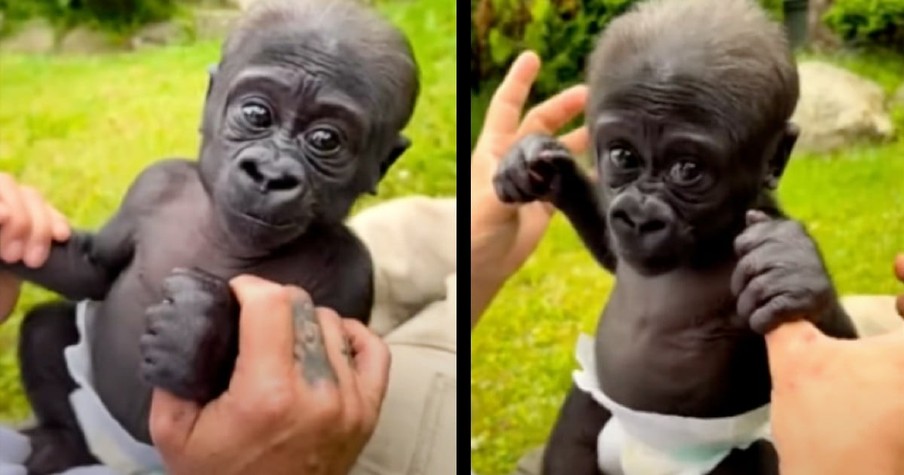 Zookeeper Shares Precious Moments with Baby Gorilla and Good Luck Not Falling in Love