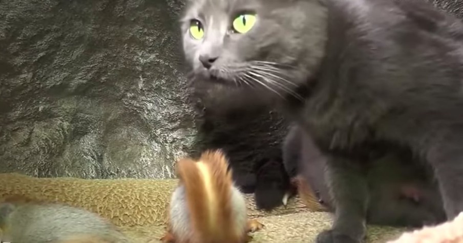 4 Baby Squirrels Adopted By Pusha The Cat Make For A 1-Of-A-Kind Family