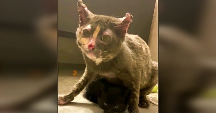 Brave Mama Cat Races In To Try And Save Her Kittens From A Barn On Fire