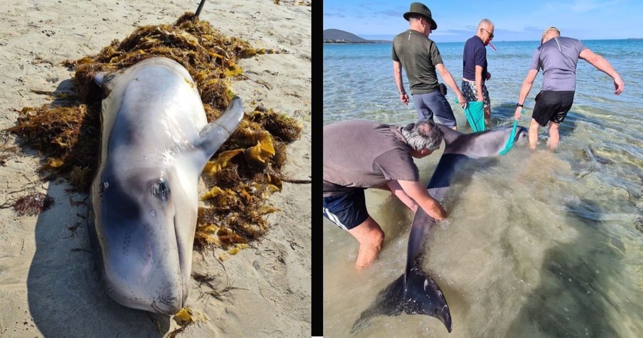 Beached Dolphin Was In Desperate Need Of Help So Good Samaritans Rally Together To Save It