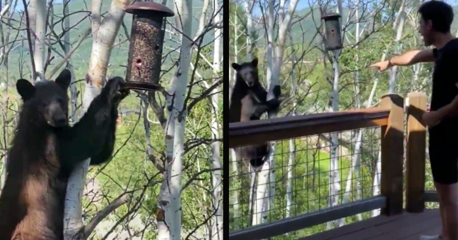 Man Scolds Bear in a Tree like a Puppy for Eating from Bird Feeder & Folks Are Seriously Impressed