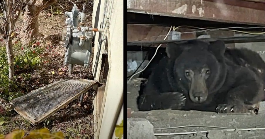 Two Eyes Stare Back at Woman from Open Crawlspace & She Finds a Bear Under the House