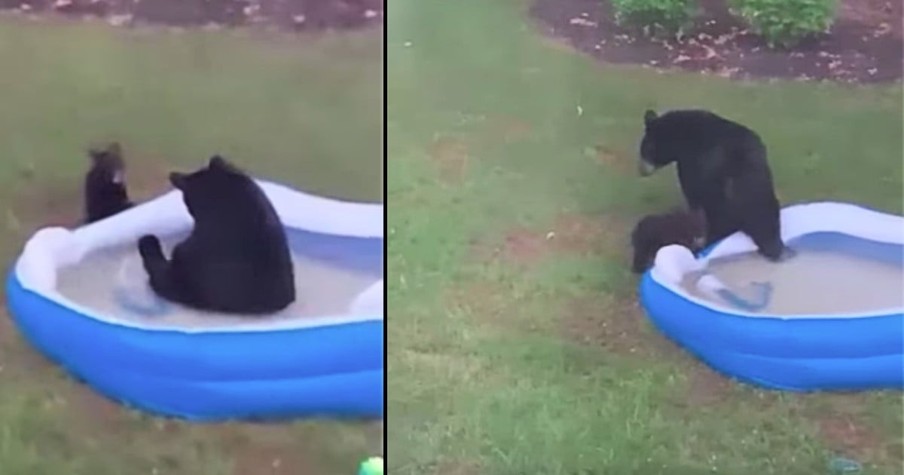 Astounded Family Looks Into Their Backyard And Sees Bears In The Swimming Pool