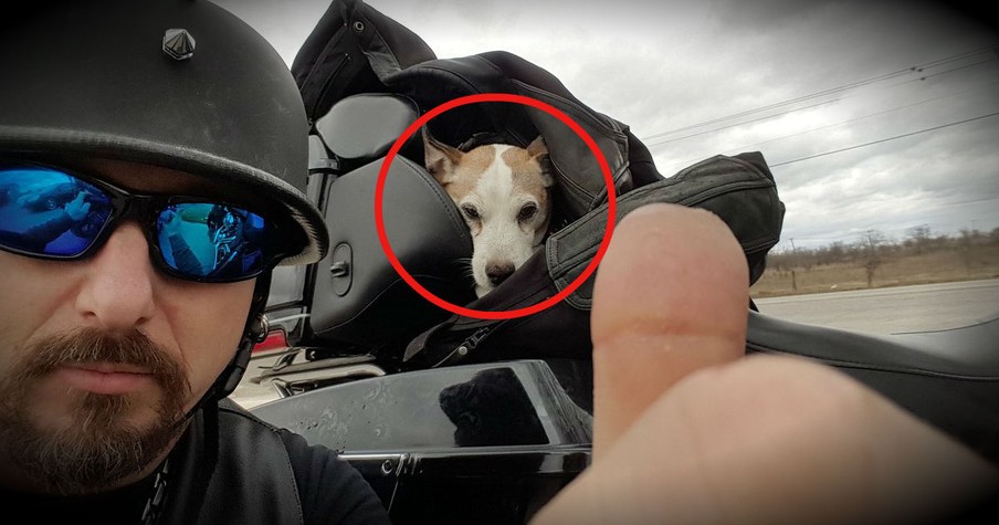 This Biker Is Our Hero After Coming To The Rescue Of His New Co-Pilot