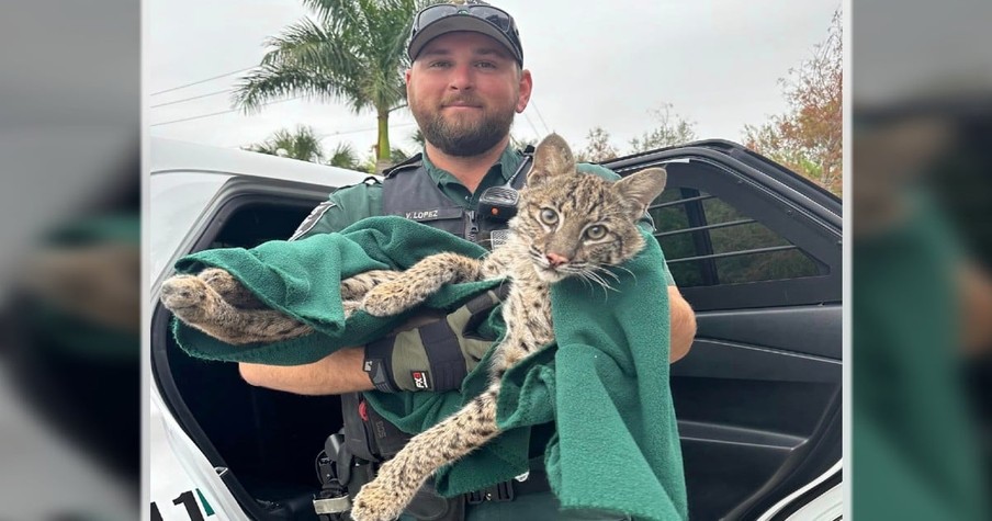 Folks Have an Unexpected Reaction After Police Officer Stops to Help an Injured Bobcat